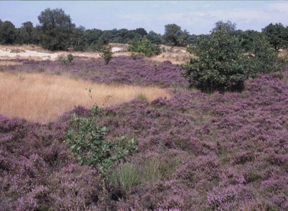 הוילה Natuurhuisje אויסטרוויק מראה חיצוני תמונה